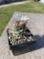 Preview: Turbinicarpus macrochele